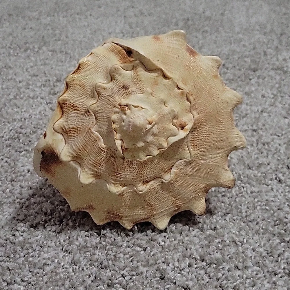 Queen Conch shell - Picture 2 of 8